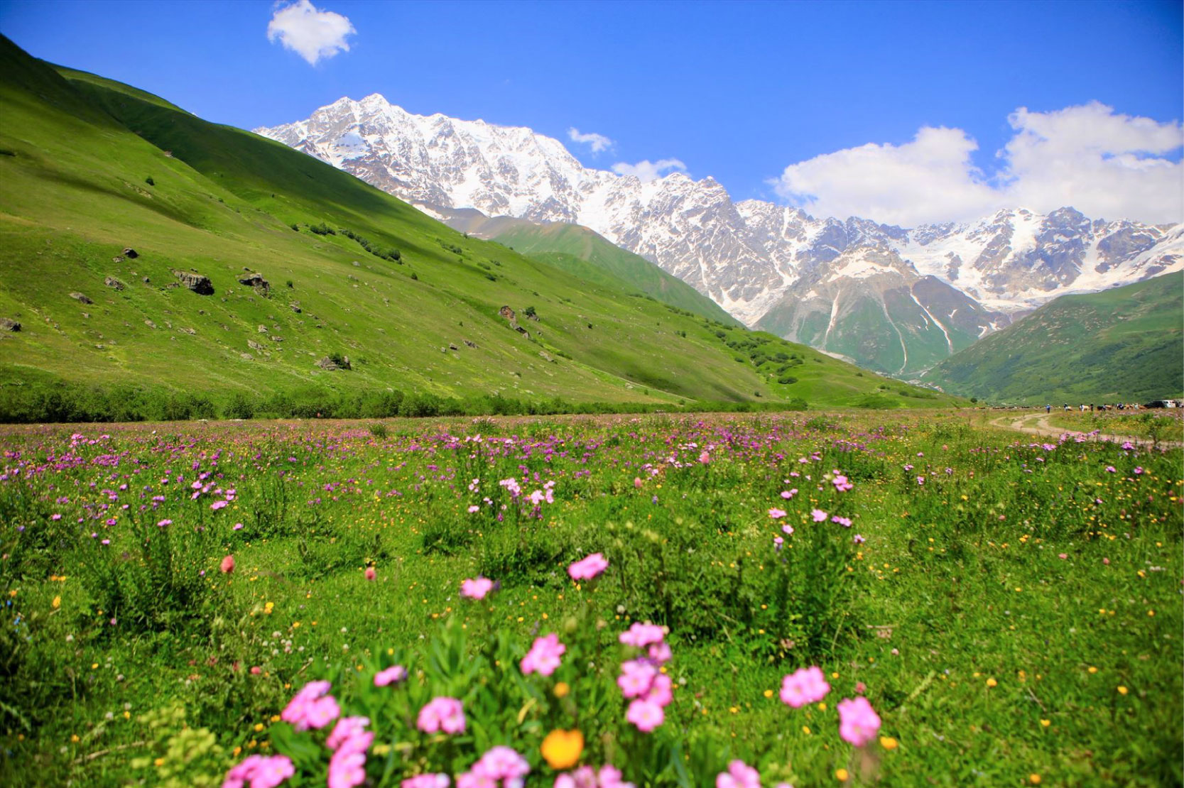 写真1_ジョージア最高峰のシハラ（5068m）山麓に広がる花畑