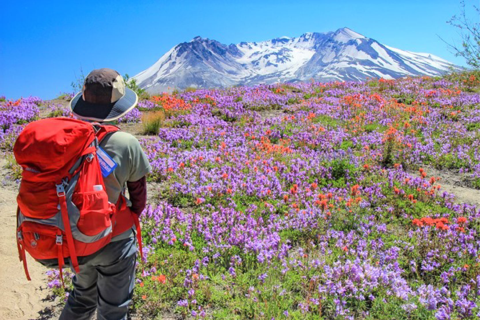 写真5_セントヘレンズ山麓に広がる花畑（アメリカ・カスケード山脈）