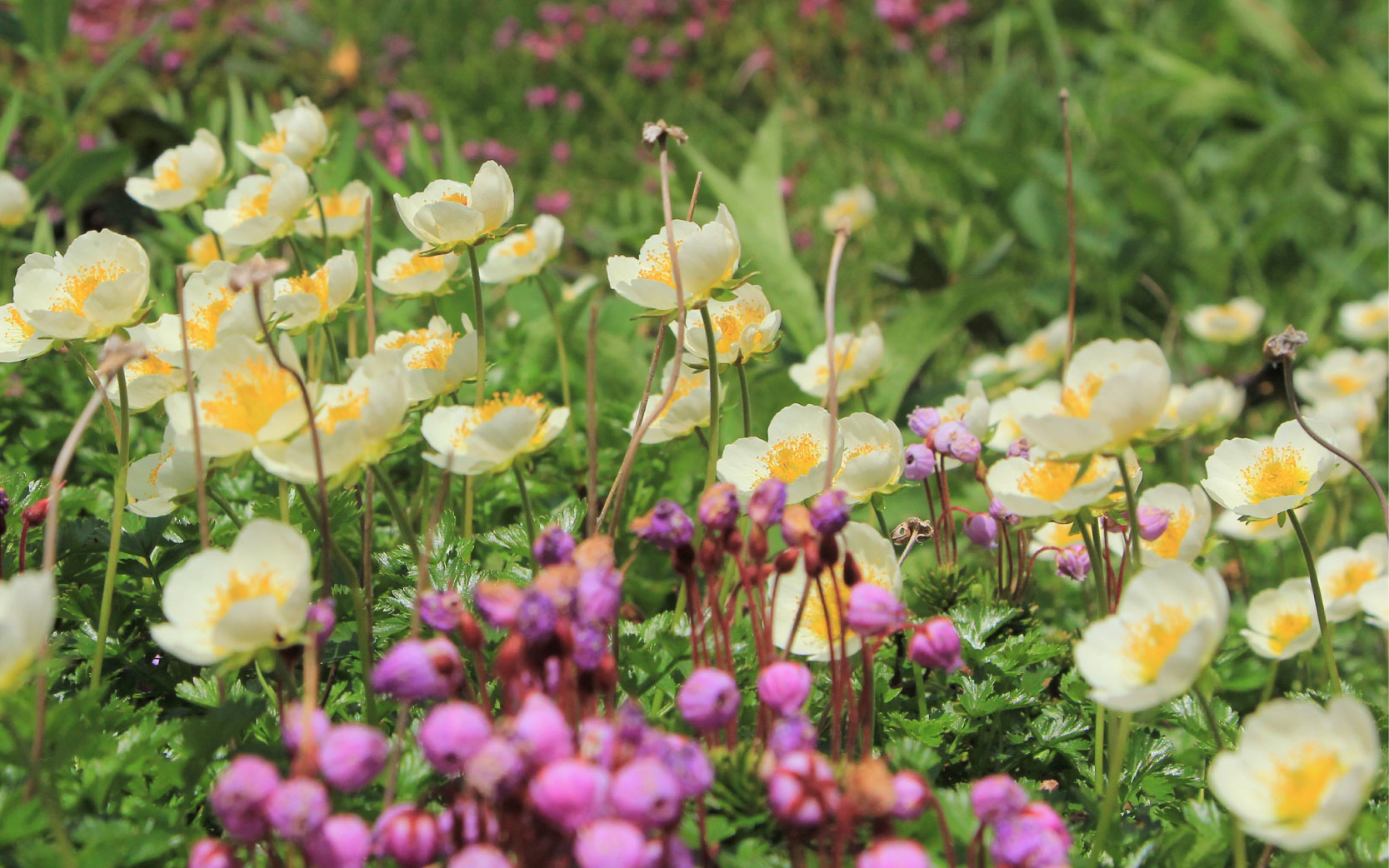 写真4 高山植物の群落