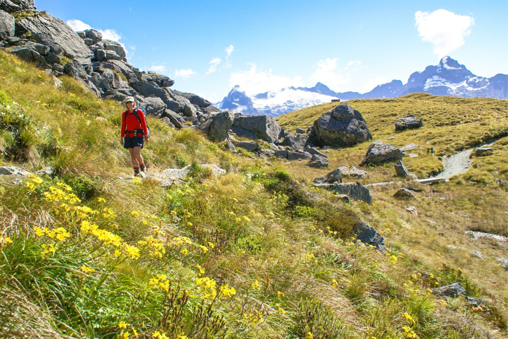 写真5_ハリス峠を越えたところに咲く高山植物