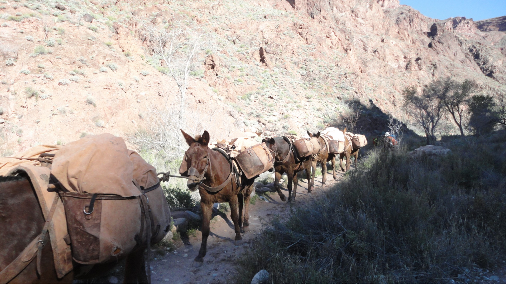 写真5_ミュールが荷物を運んでくれる