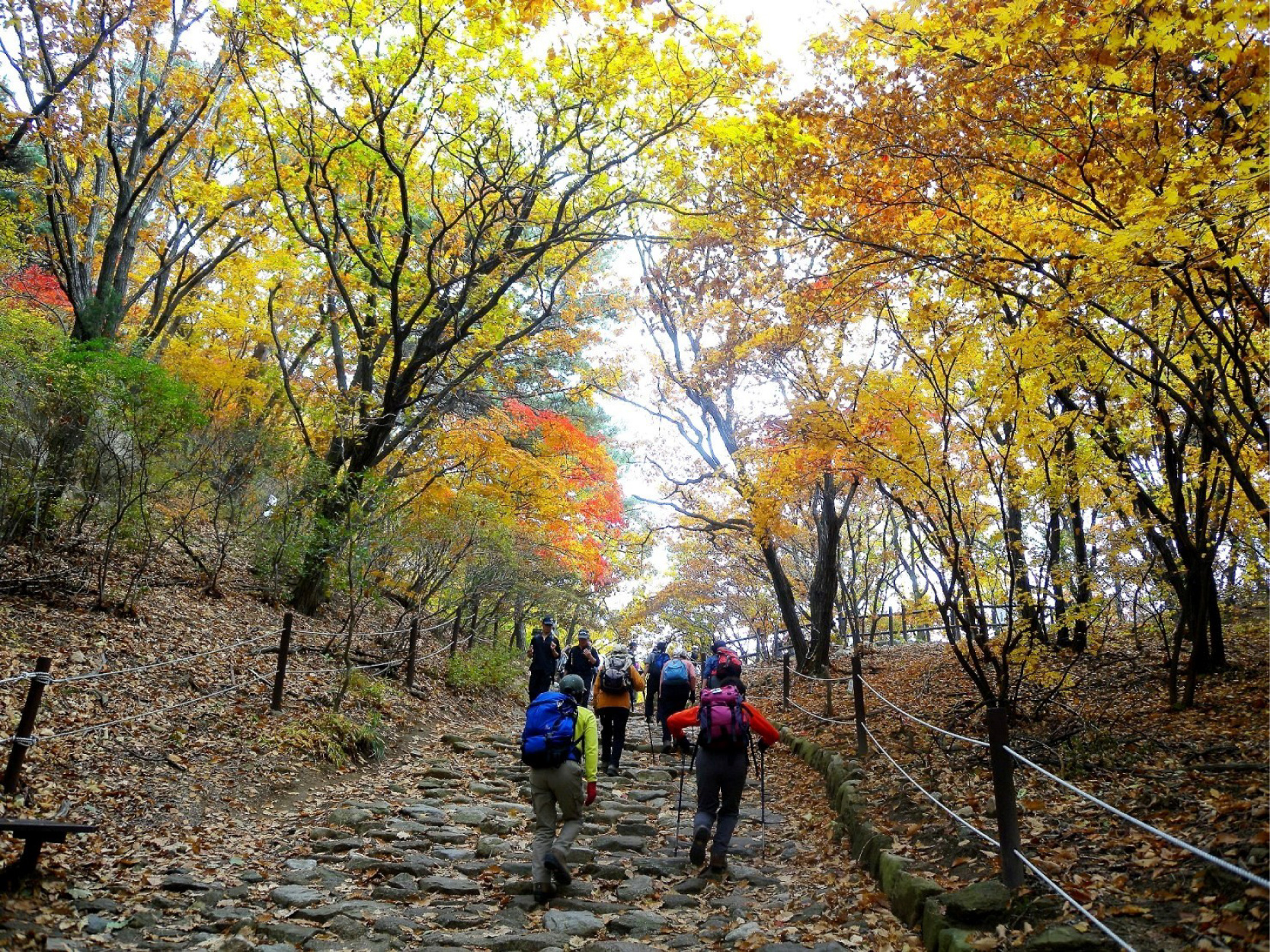 写真7_赤や黄に彩られた紅葉のトンネル