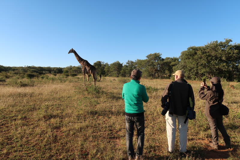 写真8_ウォーキング・サファリ中にキリンに遭遇、感動もひとしお