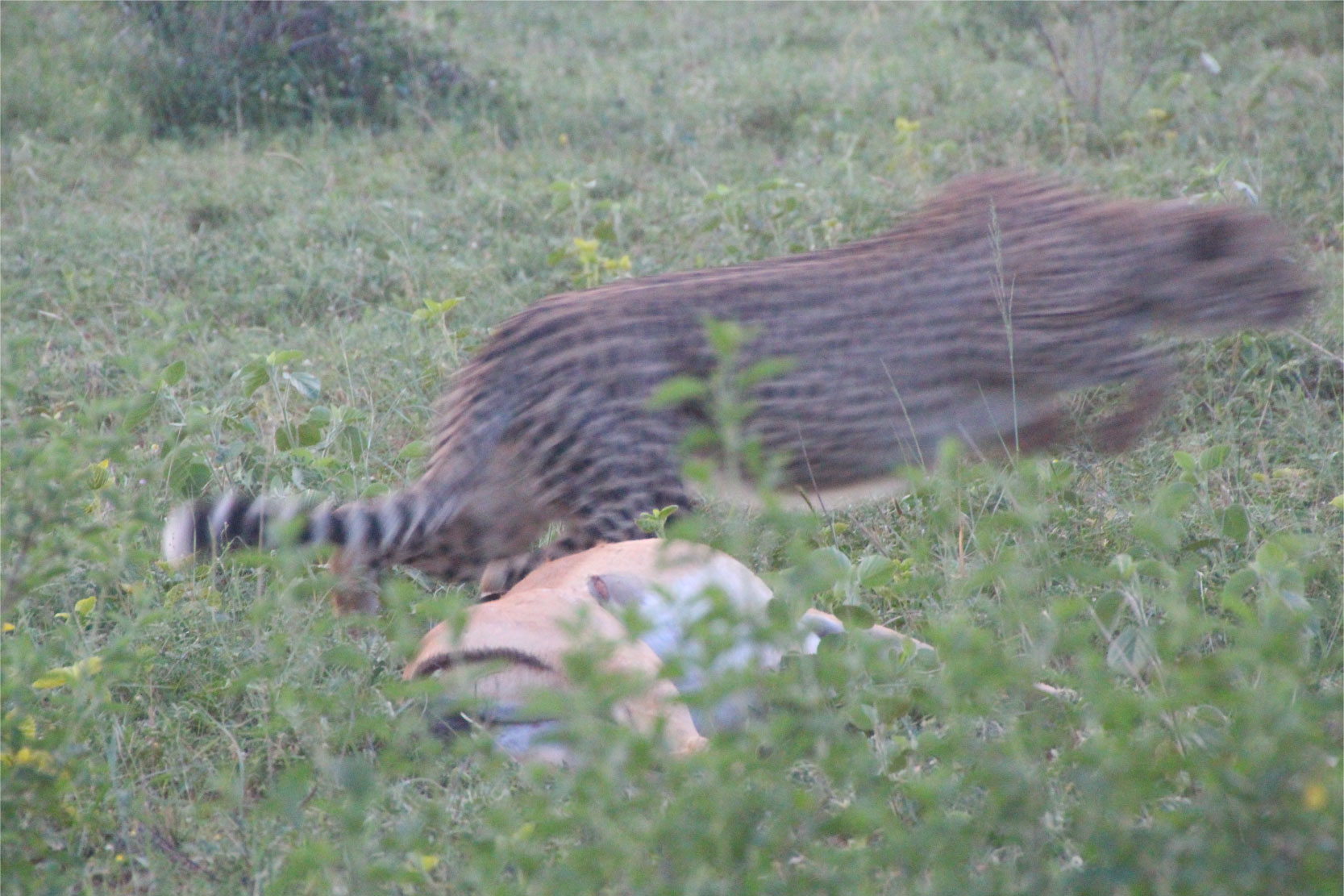 写真6_新たな獲物を見つけ走り出すチーター