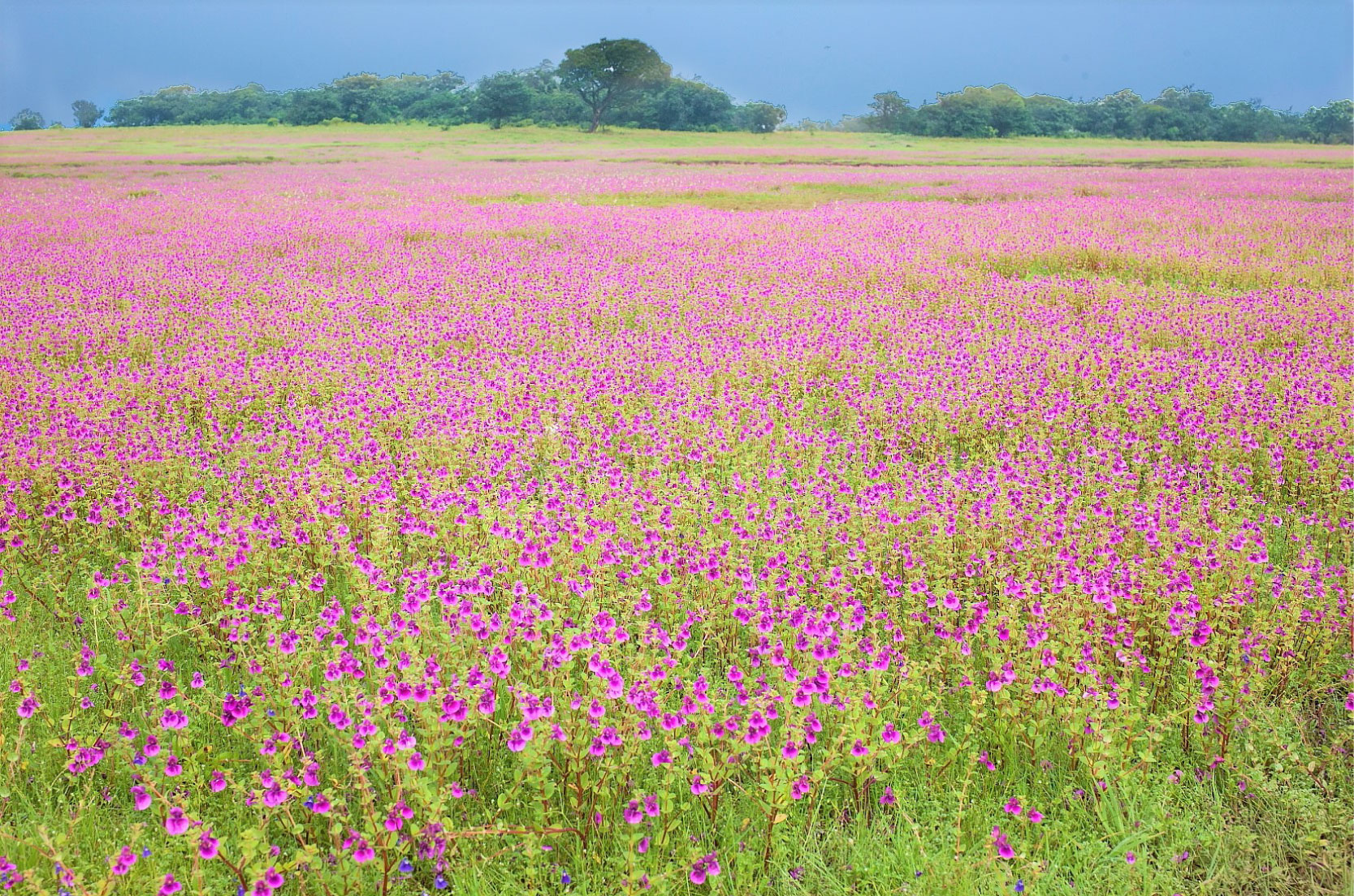 インド西ガーツ山脈のツリフネソウ