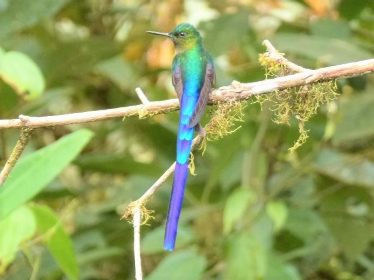 1,600種以上の野鳥が生息する『エクアドル』