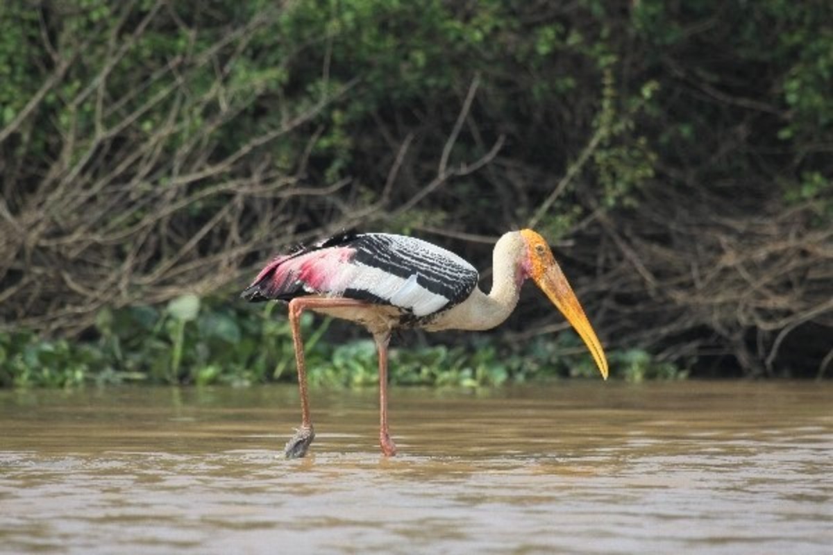 【カンボジア】東南アジアの水がめ、トンレサップ湖