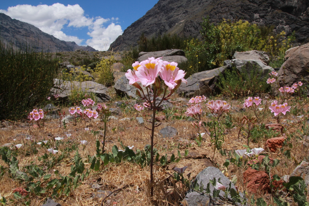 12月がチャンス！　チリ　南米の固有種とアンデス山脈の高山植物